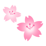 2輪の桜の花のイラスト