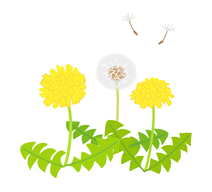 たんぽぽの花と綿毛のイラスト フリー素材 イラストミント