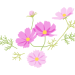 ピンク色のコスモス（秋桜）のイラスト