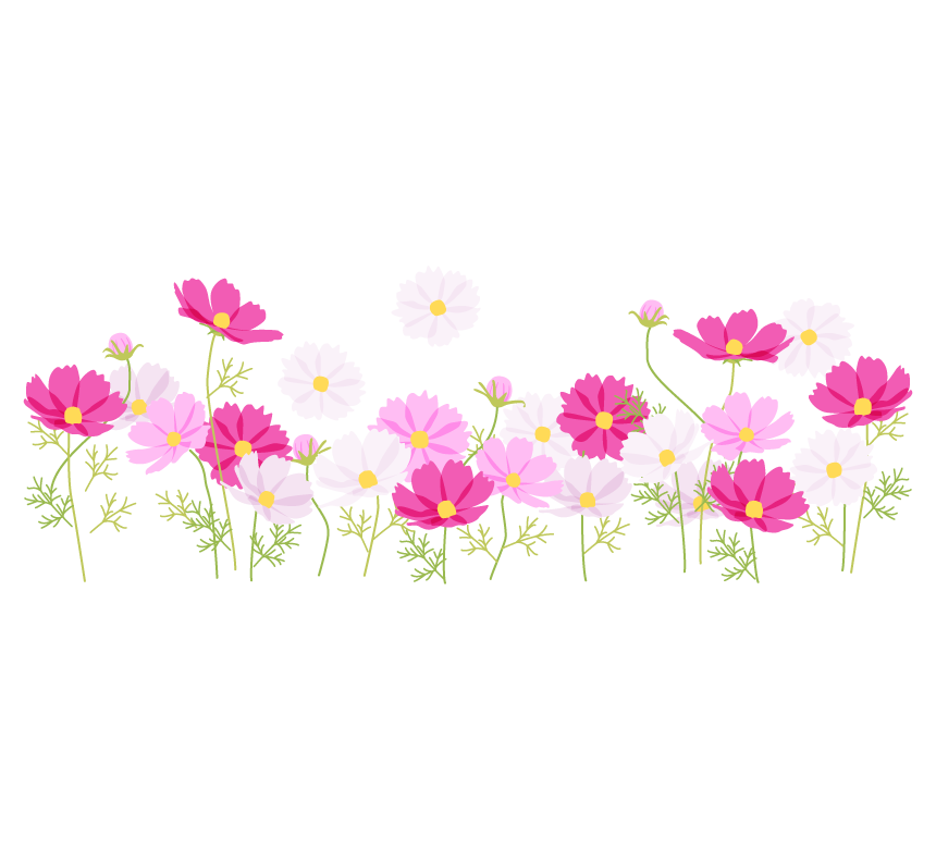 満開のコスモス 秋桜 畑のイラスト フリー素材 イラストミント