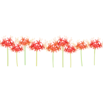 並んで咲くヒガンバナ（彼岸花)のイラスト